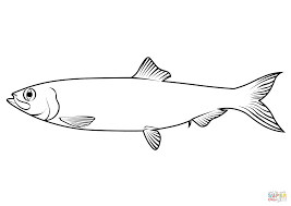 Image result for Clupea pallasii