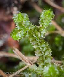 Attēlu rezultāti vaicājumam “Barbilophozia barbata”