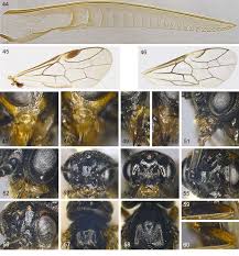 Attēlu rezultāti vaicājumam “Euura brevicornis larva”