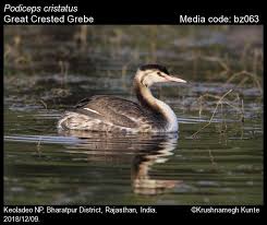 Attēlu rezultāti vaicājumam “Podiceps cristatus juvenile”