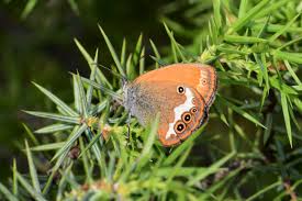 Attēlu rezultāti vaicājumam “Coenonympha arcania underside”