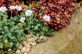 Attēlu rezultāti vaicājumam “Diderma montanum var. album stalked”