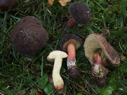 Attēlu rezultāti vaicājumam “Xerocomus pruinatus”