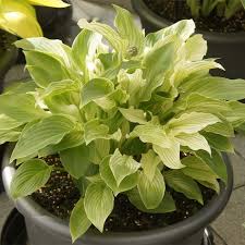 Image result for Hosta White Feather