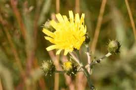 Attēlu rezultāti vaicājumam “Hieracium laevigatum”