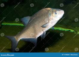 Attēlu rezultāti vaicājumam “Abramis brama”