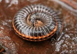 Attēlu rezultāti vaicājumam “Ommatoiulus sabulosus”