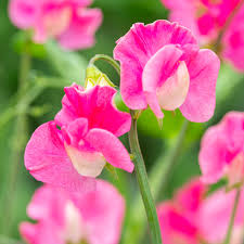 Attēlu rezultāti vaicājumam “Lathyrus”