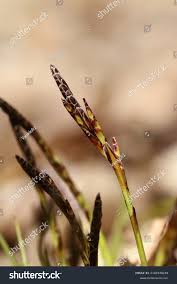 Attēlu rezultāti vaicājumam “Carex digitata leaf”