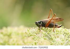 Attēlu rezultāti vaicājumam “Metrioptera roeselii”