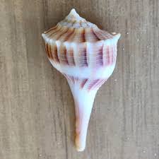 Image result for Sinistrofulgur perversum