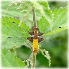 Attēlu rezultāti vaicājumam “Libellula depressa female”