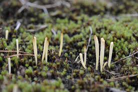 Attēlu rezultāti vaicājumam “Clavaria argillacea”