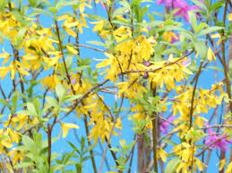 Attēlu rezultāti vaicājumam “Forsythia suspensa flower”