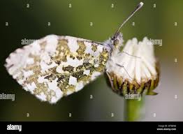 Attēlu rezultāti vaicājumam “Anthocharis cardamines underside”