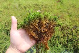 Attēlu rezultāti vaicājumam “Callicladium haldanianum sporophyte”