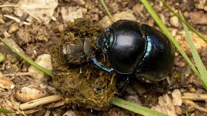 Attēlu rezultāti vaicājumam “Trypocopris vernalis”