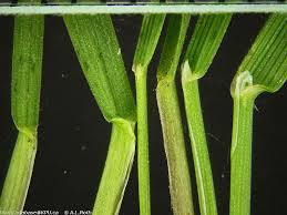 Attēlu rezultāti vaicājumam “Agrostis capillaris”