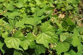Attēlu rezultāti vaicājumam “Menispermum dauricum leaf”