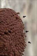 Attēlu rezultāti vaicājumam “Stemonitis flavogenita”