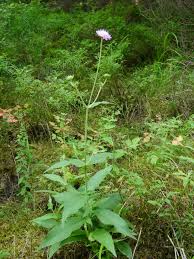 Image result for Knautia dipsacifolia