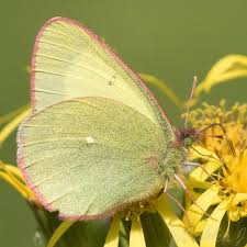 Attēlu rezultāti vaicājumam “Colias palaeno upperside”