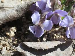 Attēlu rezultāti vaicājumam “Viola collina flower”