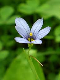 Attēlu rezultāti vaicājumam “Sisyrinchium montanum”