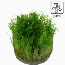 Attēlu rezultāti vaicājumam “Taxiphyllum wissgrillii”