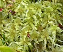 Attēlu rezultāti vaicājumam “Sphagnum tenellum”