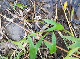 Attēlu rezultāti vaicājumam “Sagittaria sagittifolia leaf”