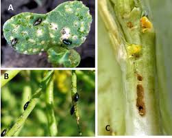 Attēlu rezultāti vaicājumam “Phyllotreta sp.”