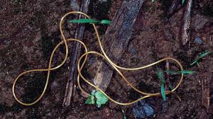 Attēlu rezultāti vaicājumam “Nematomorpha”