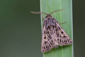 Attēlu rezultāti vaicājumam “Tholera decimalis female”