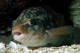 Image result for Labrus bergylta