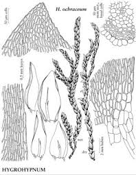 Attēlu rezultāti vaicājumam “Hygrohypnum luridum”