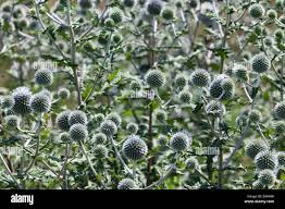 Image result for Blaudistel