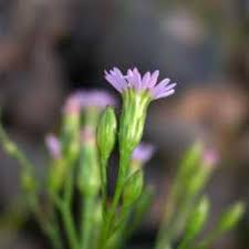 Attēlu rezultāti vaicājumam “Symphyotrichum x salignum flower”