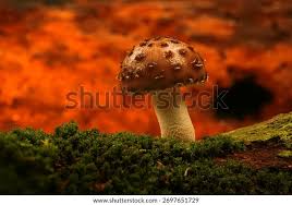 Attēlu rezultāti vaicājumam “Amaurochaete atra macro”