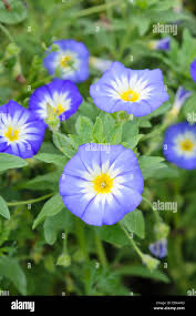 Image result for Convolvulus tricolor