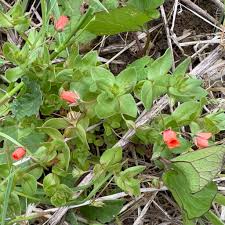 Attēlu rezultāti vaicājumam “Anagallis arvensis”