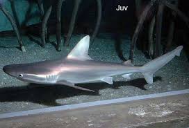 Image result for Carcharhinus plumbeus