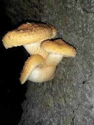 Attēlu rezultāti vaicājumam “Pholiota squarrosoides”