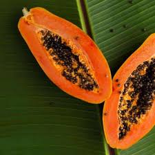 Image result for Carica papaya