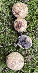 Attēlu rezultāti vaicājumam “Colloderma sp.”