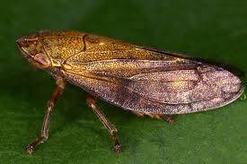 Attēlu rezultāti vaicājumam “Aphrophoridae imago”