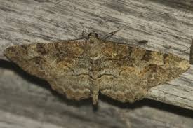 Attēlu rezultāti vaicājumam “Alcis repandata”