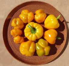 Afbeeldingsresultaat voor topepo giallo sweet pepper