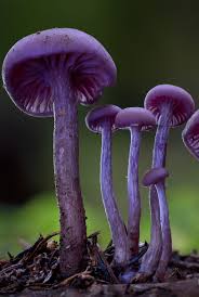 Attēlu rezultāti vaicājumam “Vouauxiomyces santessonii”