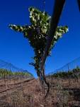 File:Drip irrigation and bird netting among vines.jpg - Wikimedia ...